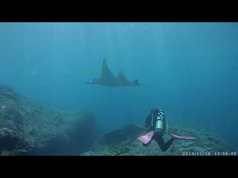 Dive with Manta in Bali.