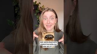 Khaprakäfer erkennen & loswerden: So schützt du deine Vorräte richtig, Lagerpirat und Insektenspray!