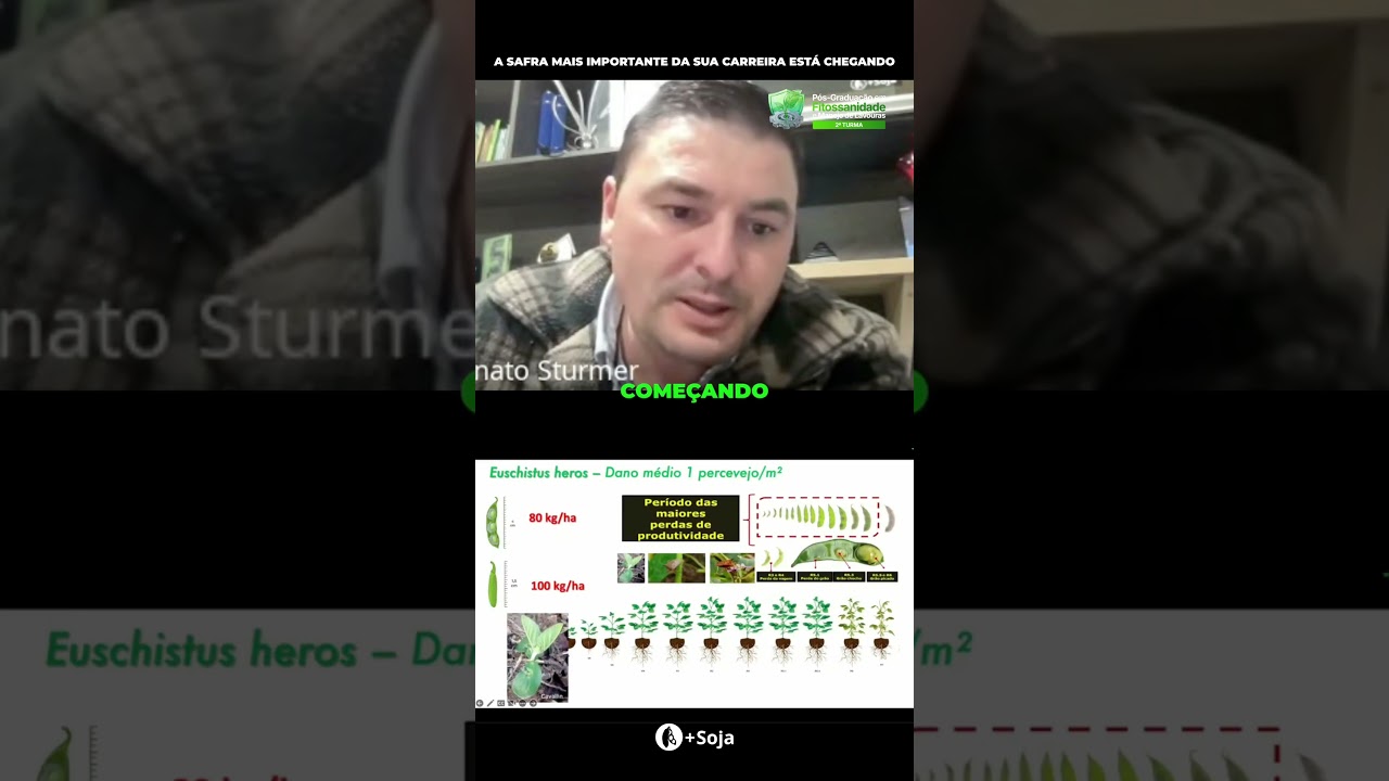 Percevejo na Soja Danos e Produtividade Máxima! #agro