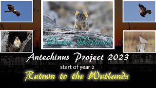 Back to the Wetlands 2023 Antechinus project, Adventure