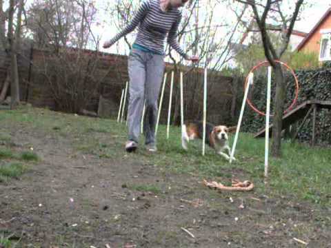 2012.03.31. Joey agility training