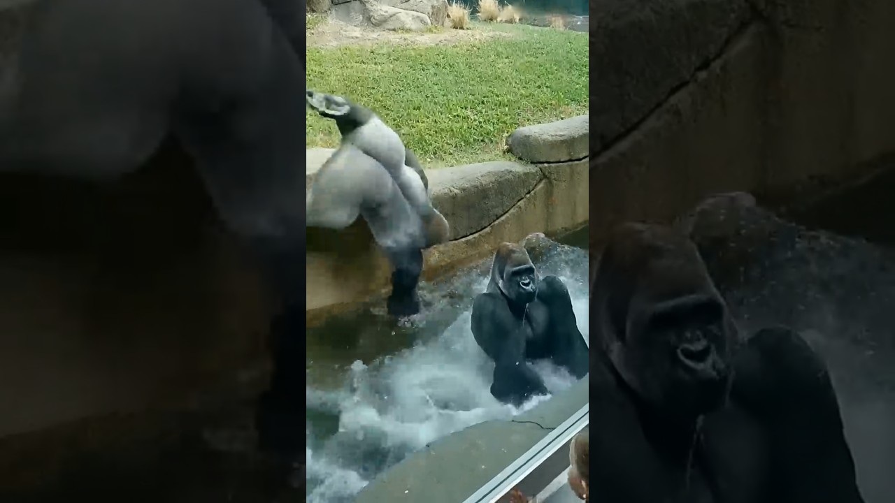 Can Gorillas Swim? The Answer Will Surprise You 😳 #gorillas #wildlife #shorts #viral