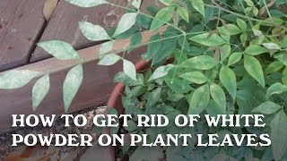 How to get rid of white powder on plant leave.