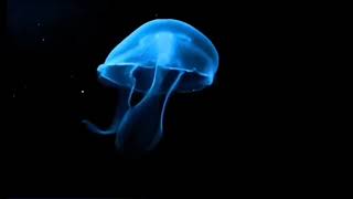 Download lagu jellyfish hologram to clair de lune mp3 Download lagu jellyfish hologram to clair de lune mp3