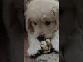 Cutepuppy Vicky Goldenretriever Puppy Dogs Newvlog Ntr Indian Prabhas Salmankhan Funnyshorts