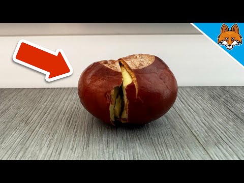 Lege eine angeknackte Kastanie hinter die Tür und du wirst mir EWIG DANKBAR SEIN💥🤯