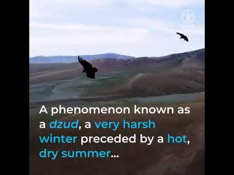 Acting early to save livelihoods in Mongolia