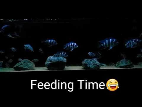 Frontosa mpimbwe blue tanganyika feeding time