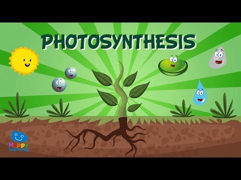 YouTube video about: When a plant performs photosynthesis it behaves as a?