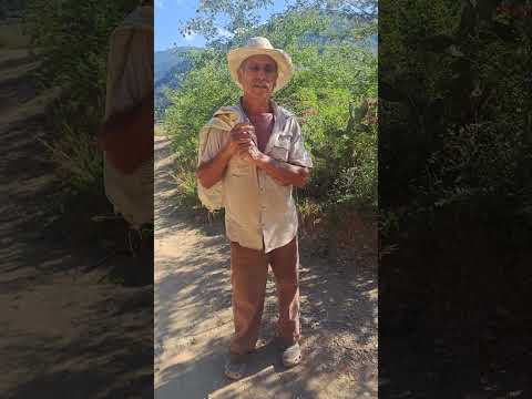 Campesinos de mi pueblo Carache estado Trujillo Venezuela