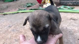 #beautifuldogs #amazingdogs #cutedogs #shortvideo #animals #funnydogs #doglife #dogs