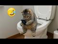 New Funniest Cats And Dogs Clips 2025 Try Not To Laugh Part 1