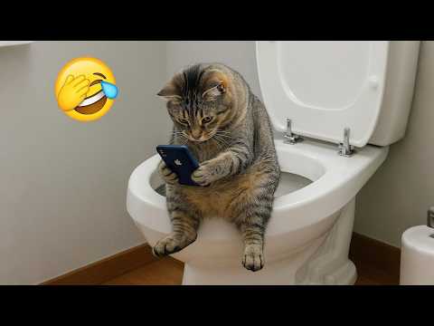 Nouveaux clips les plus drôles de chats et de chiens 2025 essayez de ne pas rire partie 1
