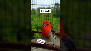 Download lagu burung cabe cabean gacor ngalas#kemadegacor #cabecabean #masteran mp3 Download lagu burung cabe cabean gacor ngalas#kemadegacor #cabecabean #masteran mp3