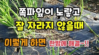 쪽파잎이 노랗고 쪽파가 죽고 잘 자라지 않을때 이렇게 하면 한방에 해결할 수 있습니다 쪽파병충해 쪽파키우기