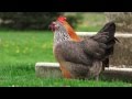 How To Hatch Chicken Eggs Naturally Without Electricity YES The Broody Hen Method Auto Incubation