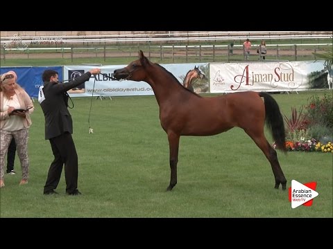 2nd - N.8 HDM MARIA APAL - Chantilly 2016 World Cup - Yearling Fillies (Class 1A)