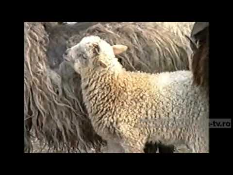 BUZAȘ-SJ (1993) - Aşteptatul oilor