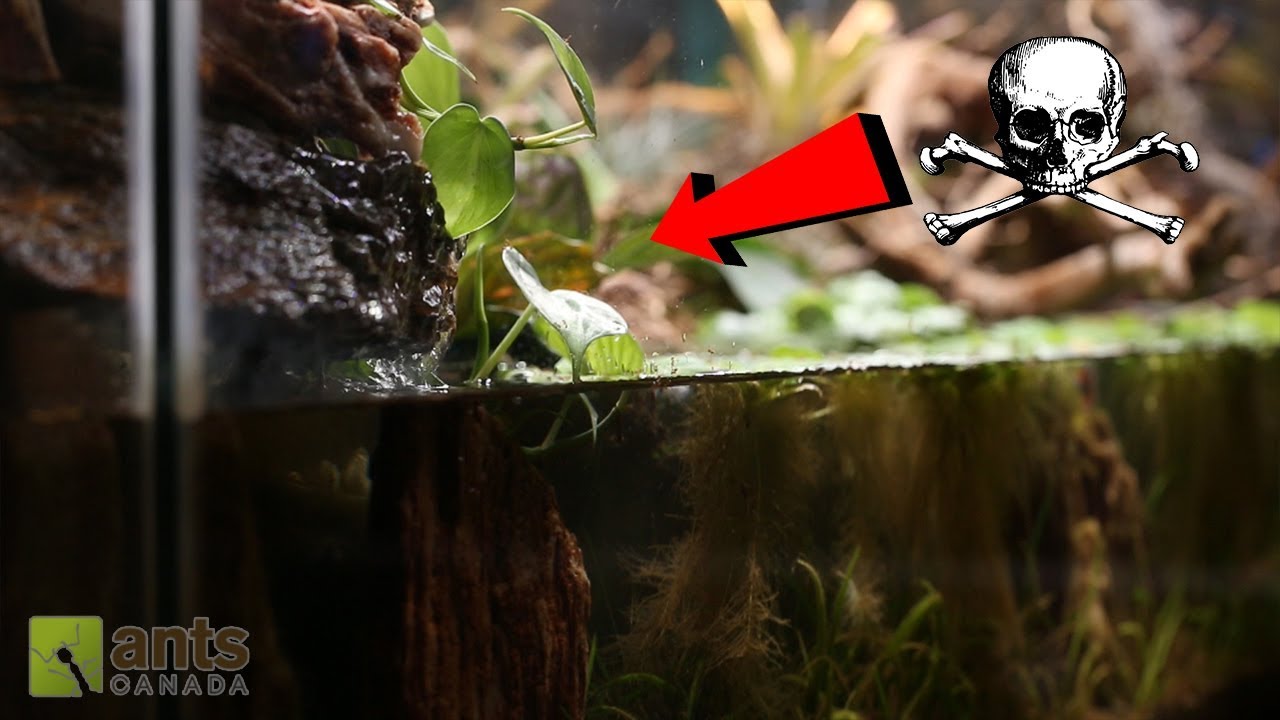 DEAD ANTS vs. WHIRLPOOL WATERFALL