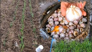 ЧЕСНОК.УНИКАЛЬНЫЙ СИБИРСКИЙ МЕТОД ПОСАДКИ. Выкапываем наш чеснок и смотрим результат.