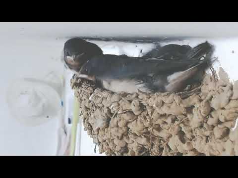 Swallow_Log 2019-0707-pm 19:34