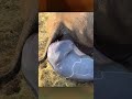 Rhino Gives Birth The Child Immediately Stood Up