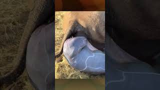 Download lagu Rhino gives birth | The child immediately stood up mp3