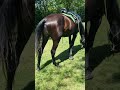 Stallion Akhal Teke For sale 2021 Black