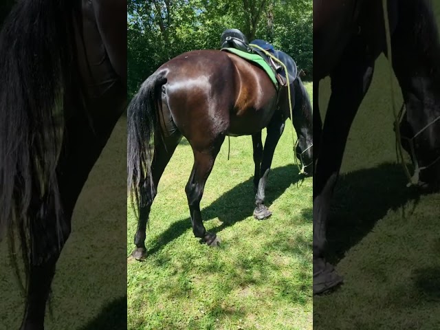 Stallion Akhal Teke For sale 2021 Black