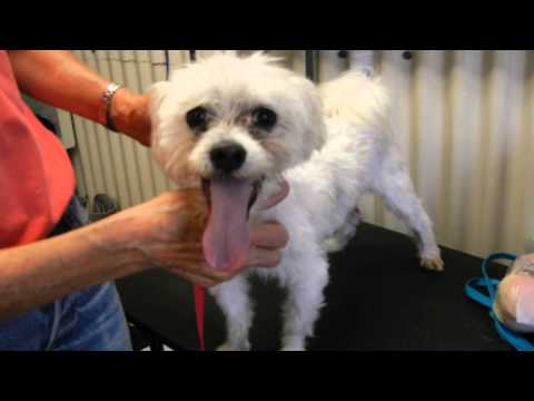 Lizzard, an adopted Poodle & Terrier Mix in Houston, TX_image-1