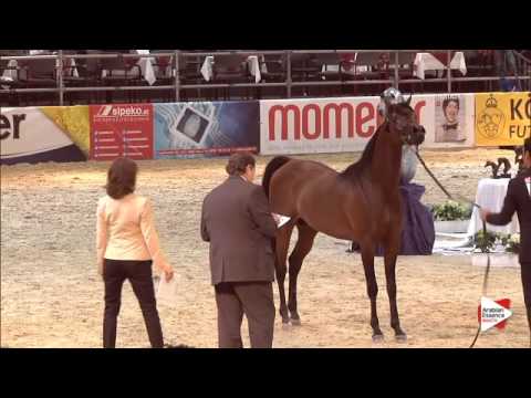 N.79 ESPRESSIVO - Wels 2015 - Stallions 4-6 years old (Class 12)