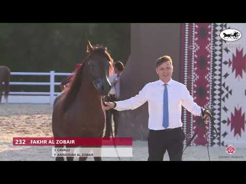 N 232 FAKHR AL ZOBAIR   Ajman Arabian Horse Show 2023   Stallions 4   6 Years Old Section B Class 10