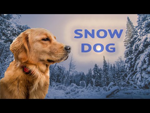 download lagu mp3 mp4 Ice Boots For Dogs, download lagu Ice Boots For Dogs gratis, unduh video klip Ice Boots For Dogs