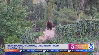 Download lagu Black bear causing a stir in the San Fernando Valley mp3