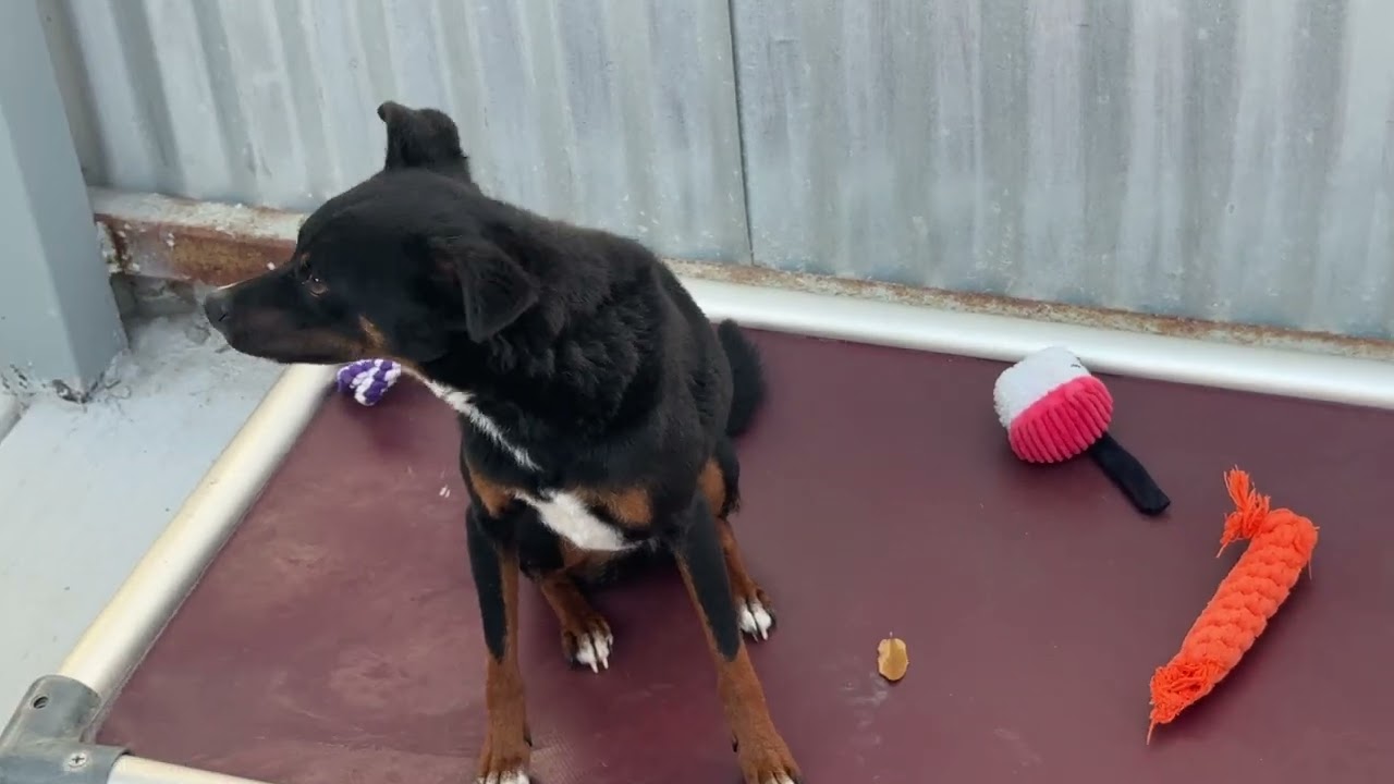 Enlarge Baisley, a Adoptable mixed breed in Austin, TX video 4/4