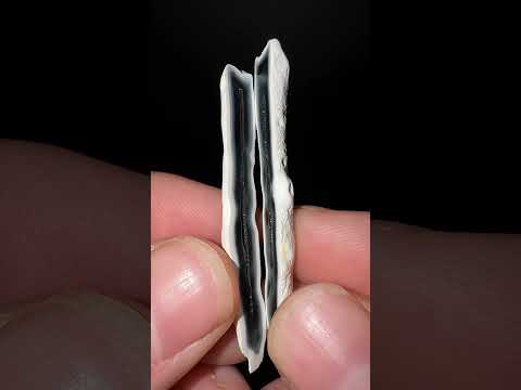 Something’s inside the little piece of coral 🪸👀