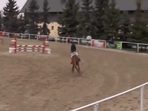 Pony Stil A 85 cm - Wertnote 8,0 für Selina und Lillifee