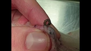 Squeezing Blackheads and Sebaceous Cysts on a Dog