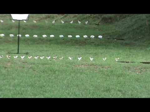 FX Royale 500 cal 25 shooting at 40 yards