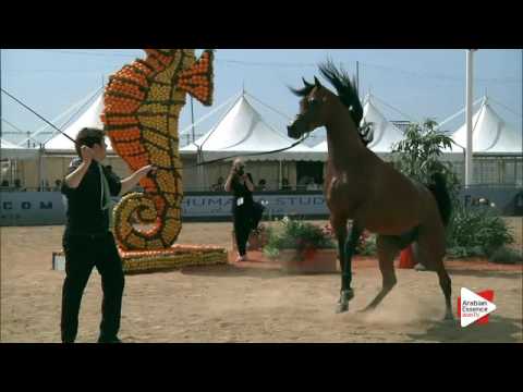 N.124 GHAZWAN ALJASSIMYA - Menton 2016 - Colts 3 years old (Class 8)