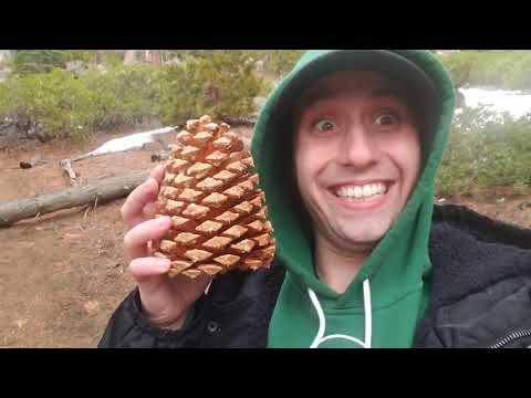 Je ze mě Homeless? - California