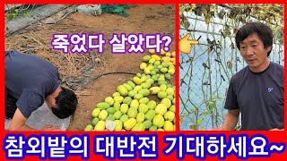 참외밭의 대반전~ 참외도 죽다가 다시 살아 난다고? 인간극장,전원일기 참외키우기,재배방법,솔림농원 비닐하우스…