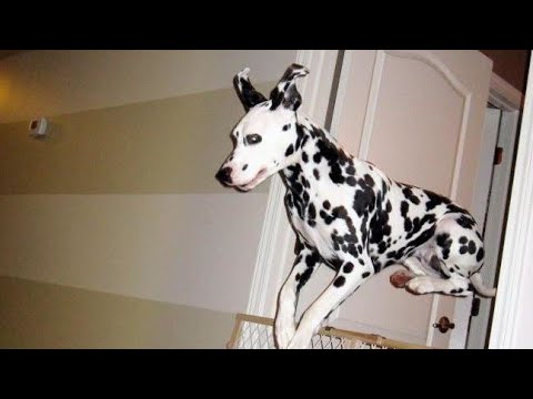 Greatest funny Dalmatian dog everytime.