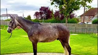 Top class, super fun competition gelding