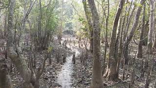 preview picture of video 'নিঝুম দ্বীপের  বনে | In The costal Forest of Nijup Dip'