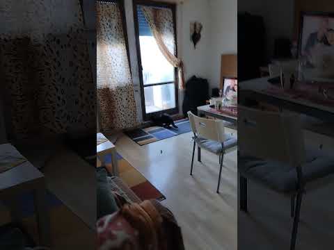 gatti meravelgiosi 🥰