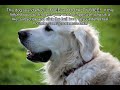 Dog Panting And Barking Free Sound Effect Royalty Free No Copyright Sound Effectual