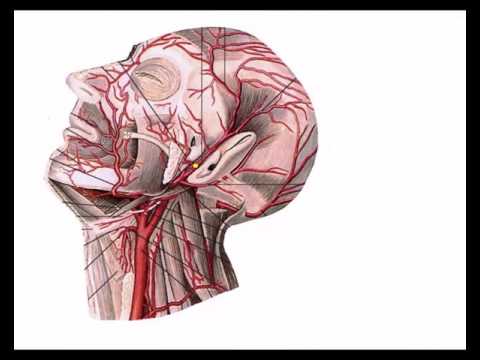 Общая сонная артерия: топография, ветви, области кровоснабжения