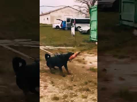 Rottweiler puppy for sale