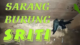 Masukfuzziblog Burung Sriti Masuk Rumah